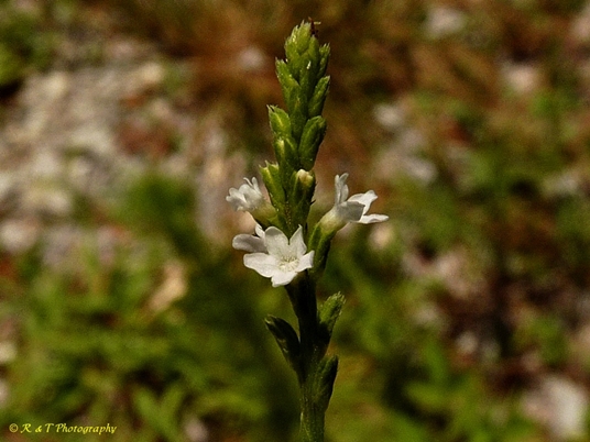 {Verbena urticifolia}